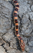 2011 female
