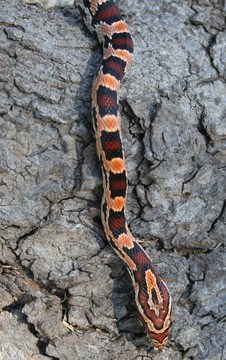 2011 female