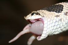 rear fang