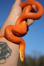 fem. hypo