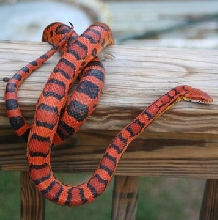 '07 male