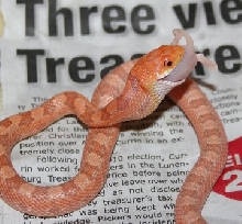 hypo 3