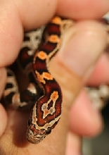 2011 keeper