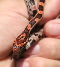 possible keeper