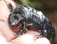 Va. salamander