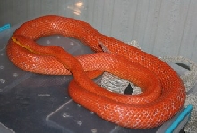 gravid hypo glades