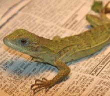 C. pectinata in Mar.