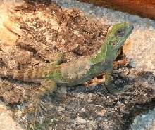 baby C. pectinata