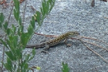 racerunner