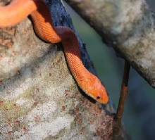 2011 hypo