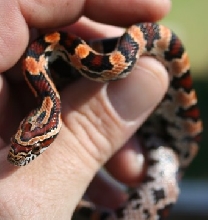 female