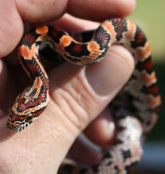 female