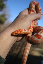 female r.o.