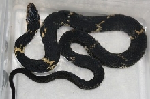 full body