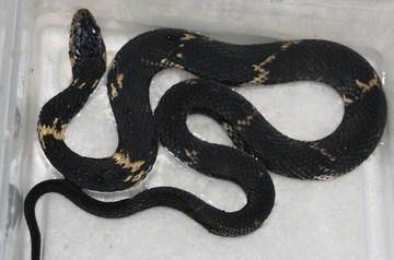 full body