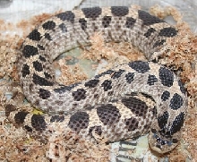 gravid simus