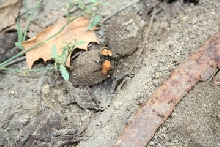 odd velvet ant