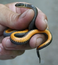 ringneck