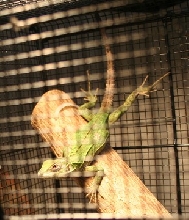 C. pectinata