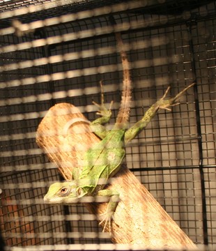 C. pectinata