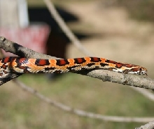 2011 keeper