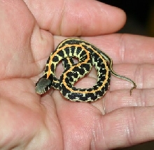 little surprise!