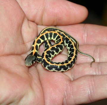 little surprise!