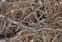 L.getula in situ