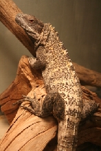 C. pectinata male