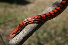 on a limb