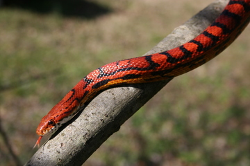 on a limb