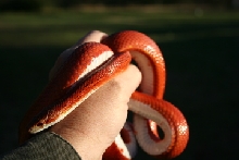 bloodred