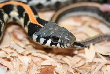 blackneck