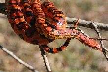 out on a limb