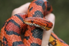 2007 male