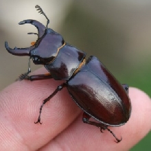 stag beetle