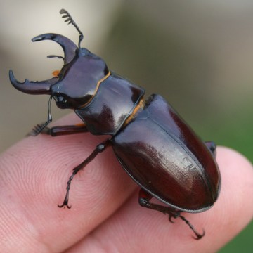 stag beetle