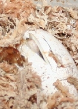 hypo glades pip!