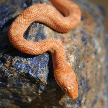 baby hypo