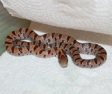 female Va. mole