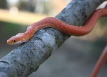 hypo