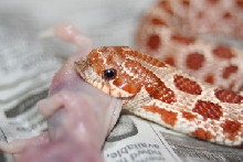 baby red