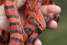 male 2007