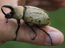 Grant's rhino beetle?