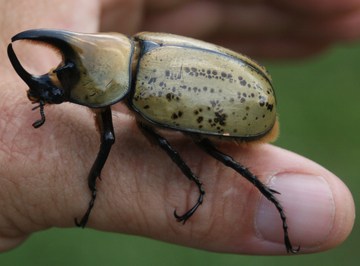 Grant's rhino beetle?