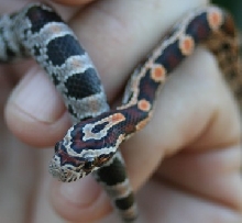 Keeper?