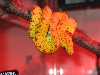 young green tree python