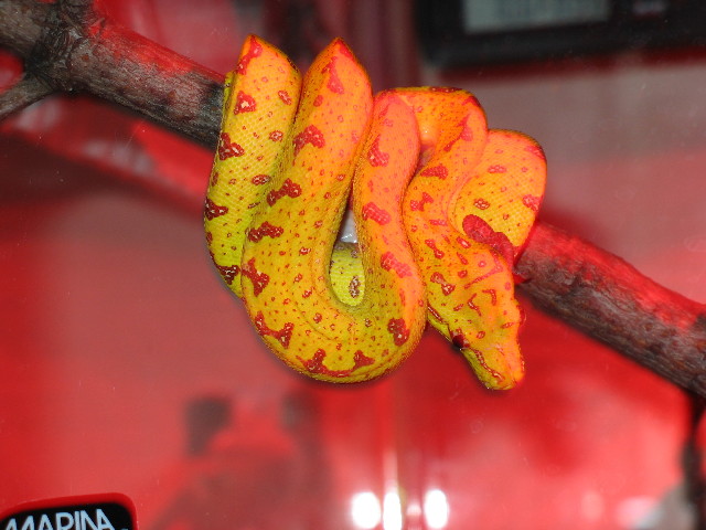young green tree python