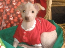 Kats 1st Christmas