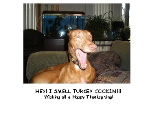 Thanksgiving wish